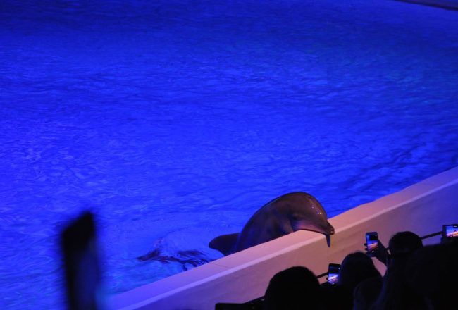 Since the dolphinarium opened in 1969, more than 60 dolphins have reportedly died at Kolmården Zoo in Sweden. Several were born as part of the facility's captive dolphin breeding program, which supplied "show quality" dolphins to other dolphinariums throughout Europe. Credit: Djurrättsalliansen/Animal Rights Alliance, Sweden