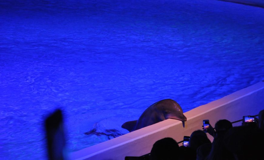 Since the dolphinarium opened in 1969, more than 60 dolphins have reportedly died at Kolmården Zoo in Sweden. Several were born as part of the facility's captive dolphin breeding program, which supplied "show quality" dolphins to other dolphinariums throughout Europe. Credit: Djurrättsalliansen/Animal Rights Alliance, Sweden