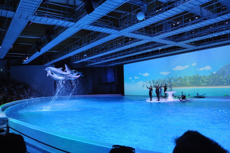Dolphins performing in Kolmården Zoo's dolphin theater. The dolphins spend their entire lives inside of a building with a roof over their heads, never experiencing real sunlight. Credit: Djurrättsalliansen/Animal Rights Alliance, Sweden.