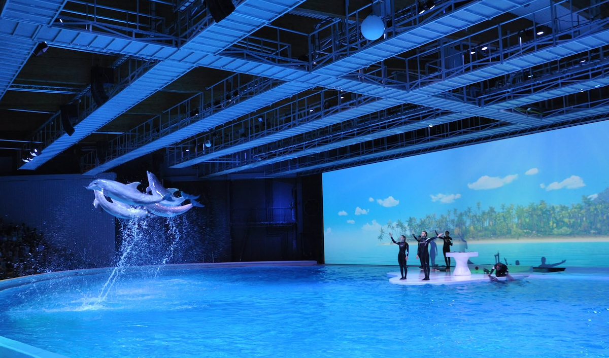 Mycobacterium marinum has been found in the water at Kolmården’s dolphinarium. The bacterium can infect both animals and humans and causes difficult-to-heal skin lesions. Kolmården does not know how it entered the dolphinarium, but it could have come in through the fish used to feed the dolphins. Veterinarian Hampus Hällbom says that infected dolphins are difficult to treat and that it is likely that their lesions itch and cause pain.