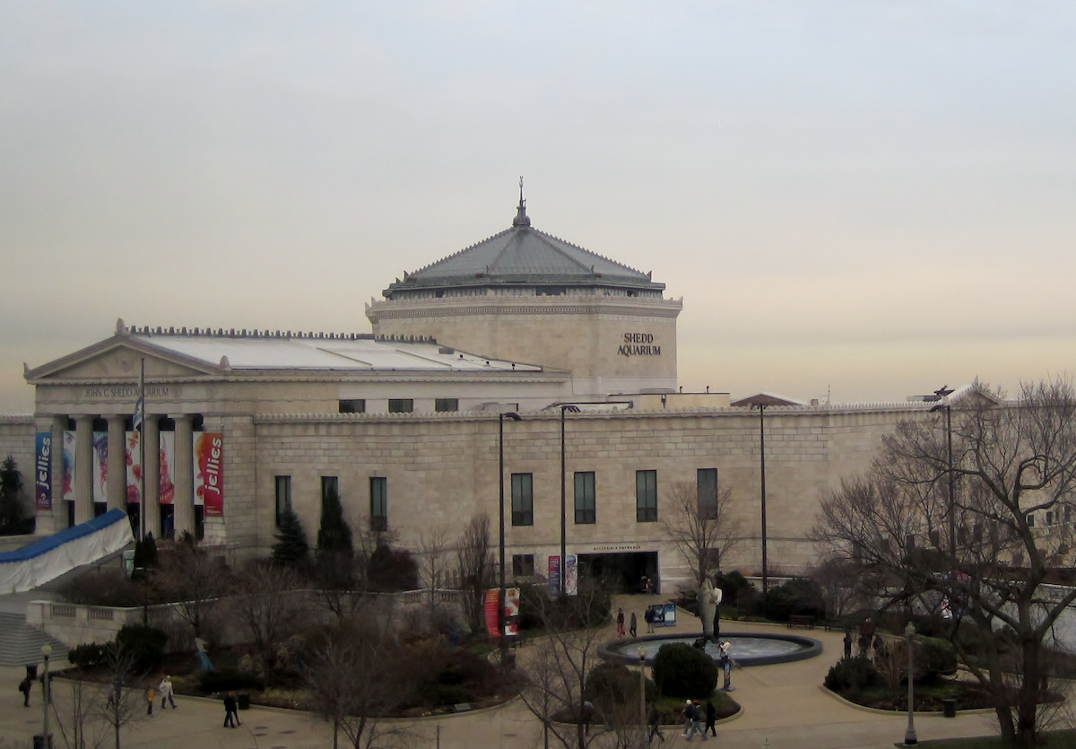 Shedd Aquarium, Chicago, Illinois. License: Creative Commons Attribution-Share Alike 2.0 Generic license; author: Teemu008