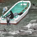 On the first day of the 2026-27 dolphin hunts, a large pod of bottlenose dolphins was found and driven into the Cove, Taiji, Japan. Credit: Rikako Fukumoto