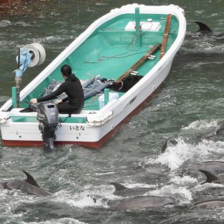 On the first day of the 2026-27 dolphin hunts, a large pod of bottlenose dolphins was found and driven into the Cove, Taiji, Japan. Credit: Rikako Fukumoto
