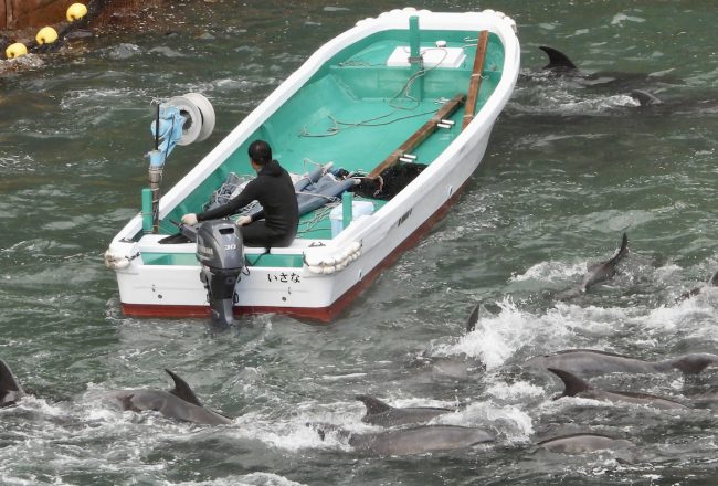 On the first day of the 2026-27 dolphin hunts, a large pod of bottlenose dolphins was found and driven into the Cove, Taiji, Japan. Credit: Rikako Fukumoto