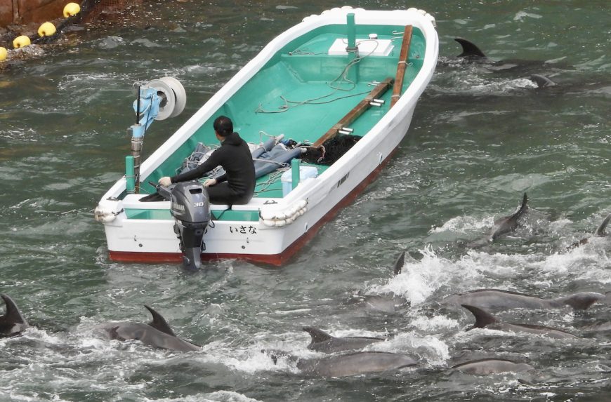 On the first day of the 2026-27 dolphin hunts, a large pod of bottlenose dolphins was found and driven into the Cove, Taiji, Japan. Credit: Rikako Fukumoto