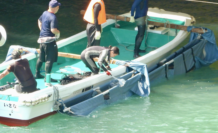 Bottlenose dolphin after being caught from the wild is selected for “life” in captivity, Taiji, Japan.