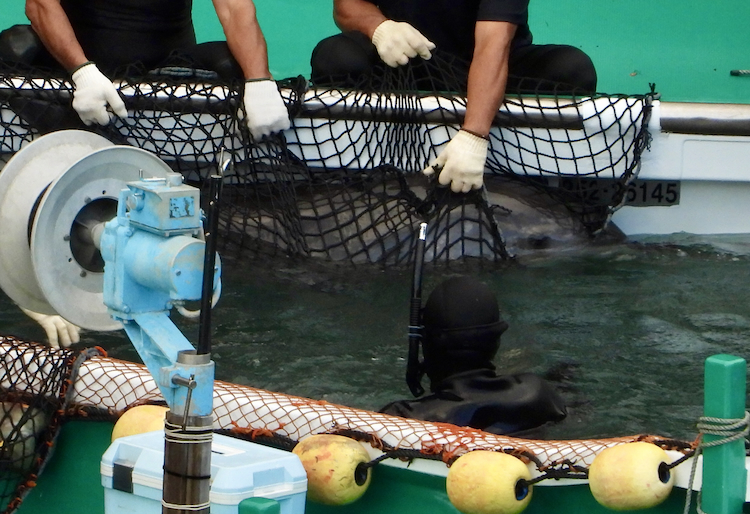 Once a member of a pod, and now, a victim: bottlenose dolphin selected for captivity, Taiji, Japan.